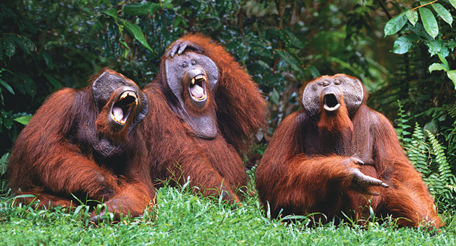 laughing-monkeys